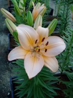 [1617 SpringField No01.JPG]